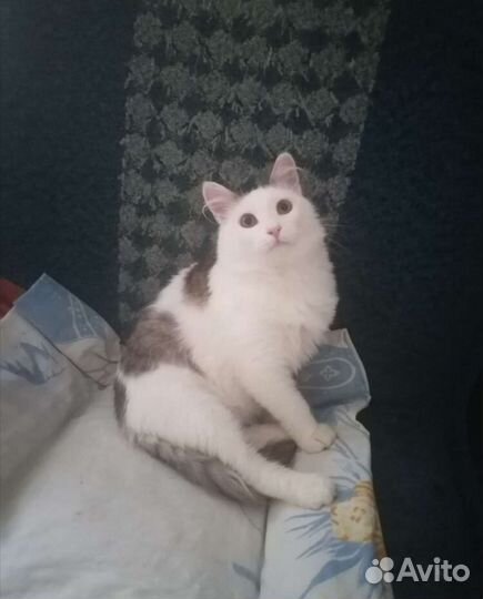 Котик в добрые руки
