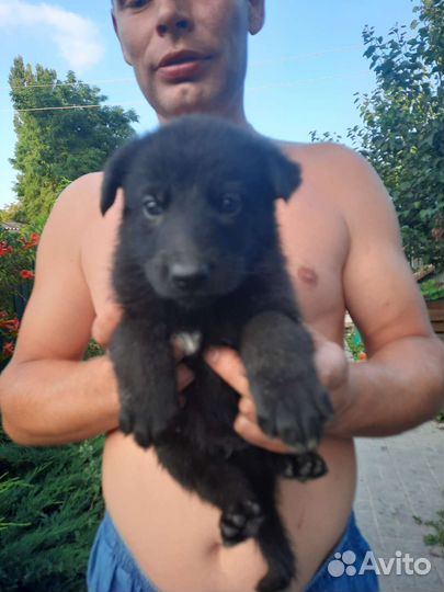 Щенки немецкой овчарки