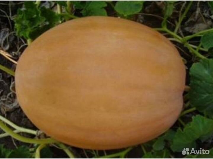 Тыква мускатная желтая