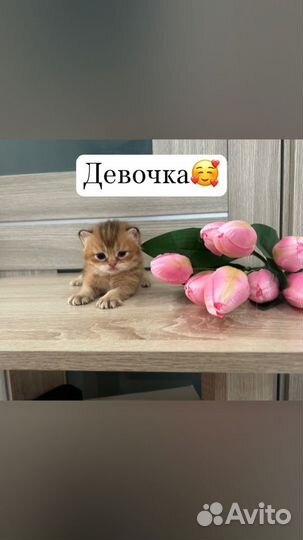 Котята золотая шиншилла