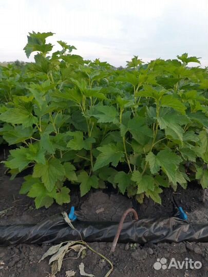 Саженцы Розы яблоня спирея малина кизильник