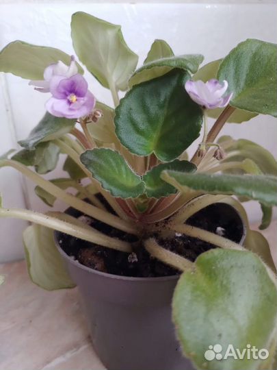 Продам цветы комнатные