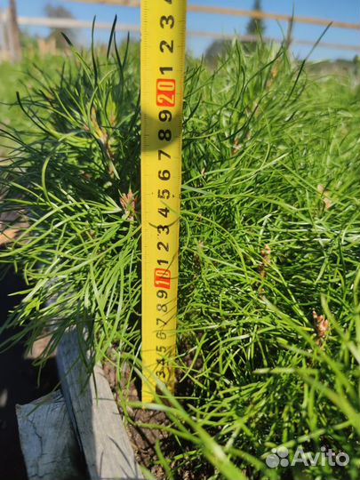 Саженцы ели зкс от производителя