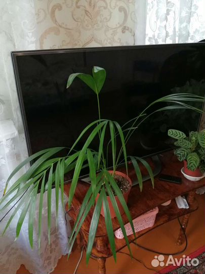 Комнатные растения