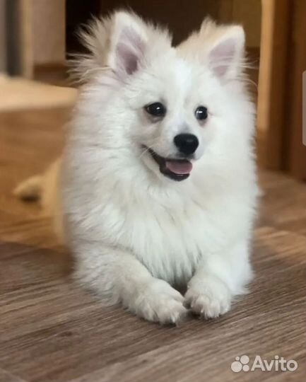 Щенки шпица