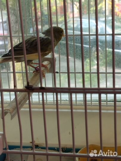 Кенара и канарейки