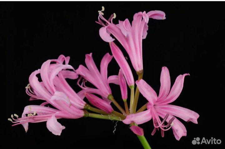 Комнатных цветы: нерине боудена и др. Цветы