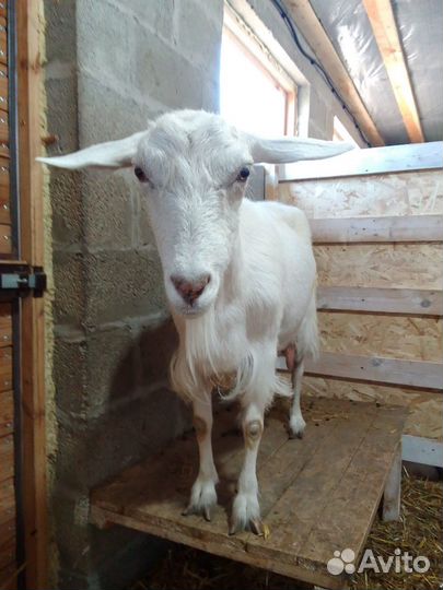 Коза нубийская