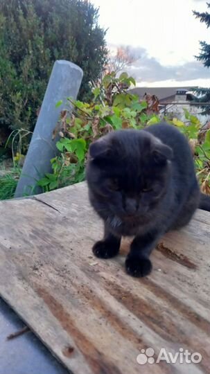 Котик вислоухий в добрые ручки