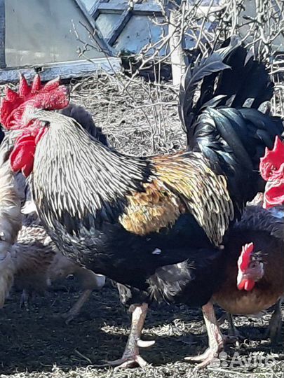 Молодые петухи