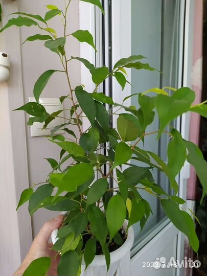 Драцена, фикус, эписция