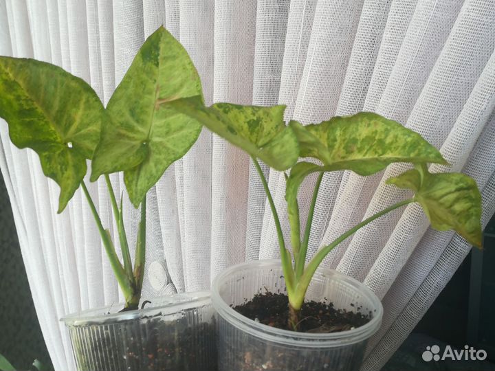 Стендаптус сатин черенок-верхушки