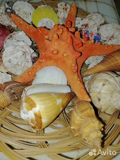 Морские ракушки раковины