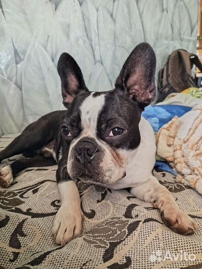 Щенки бостон терьер