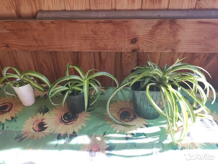 Хлорофитум кудрявый, аптения, комнатные