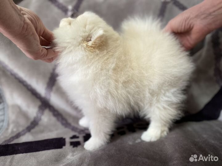 Померанские шпицы мальчики и мини девочка