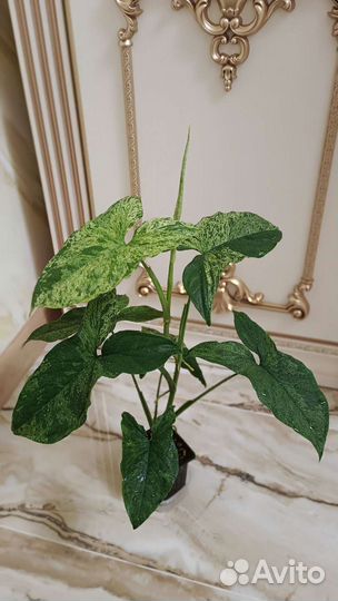 Сингониум Моттлед