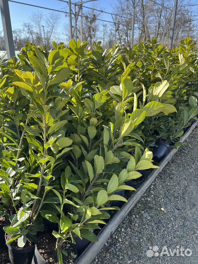 Лавровишня Новита С7,5л 100-120см