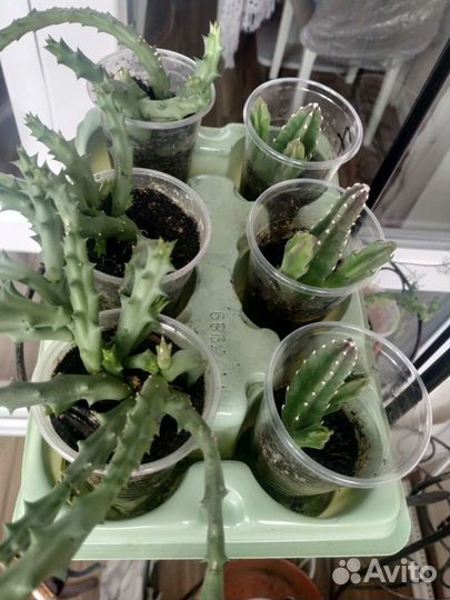 Кактусы и суккуленты