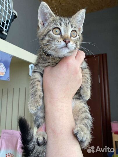 Европейская котенок девочка в дар 3,5 месяца