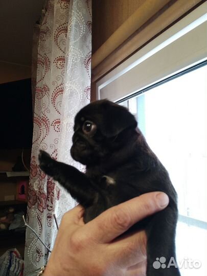 Щенки мопса