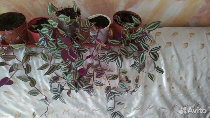 Традесканция зебрина