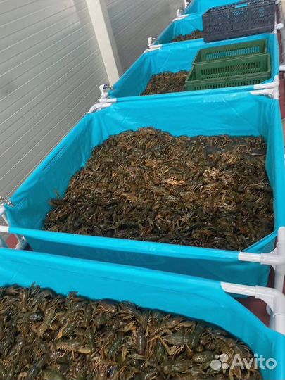 Живые и вареные раки Волжские