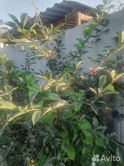 Саженцы вишни