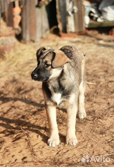 Щенок в добрые руки
