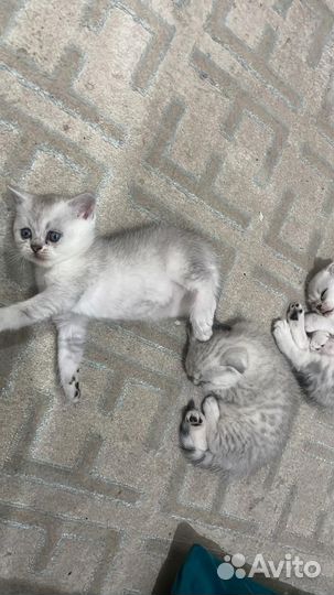 Шотландские котята