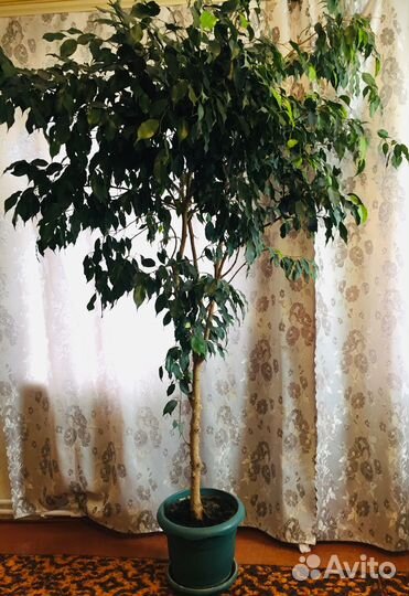 Фикус бенжамина
