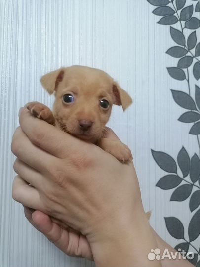 Той-терьер щенки