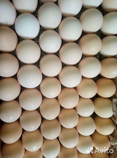 Яйцо инкубационное индейки, бройлера
