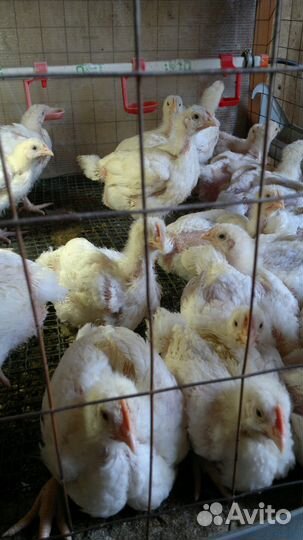 Бройлер.кобб 500 Подрощеный. 3х недельный.Доставка
