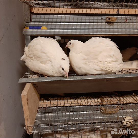 Перепела для разведения /Техасский перепел