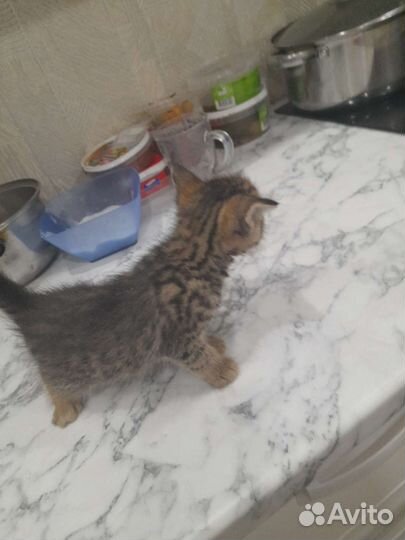 Кошки бесплатно