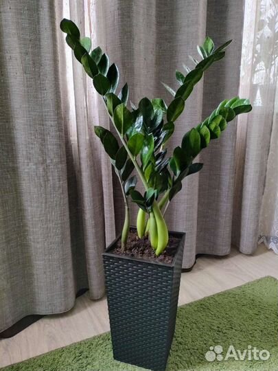 Замиокулькас Супер Нова