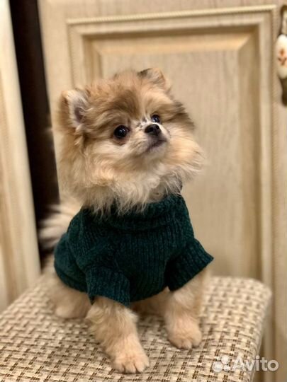 Померанский шпиц девочка