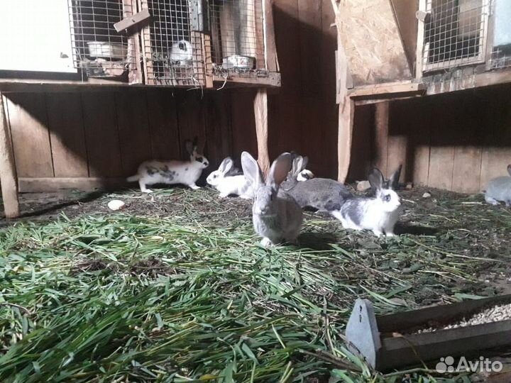 Кролики мясных пород великаны