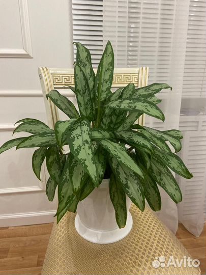 Растения аглаонема