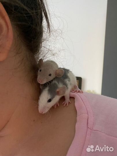 Крысы дамбо