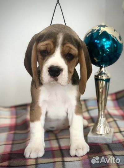 Щенки Бигля