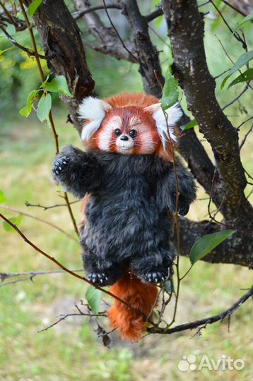 Красная панда