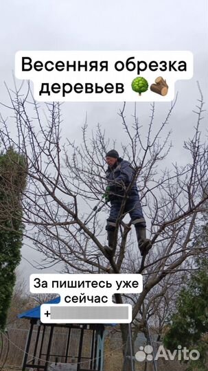 Обрезка и обработка плодовых деревьев