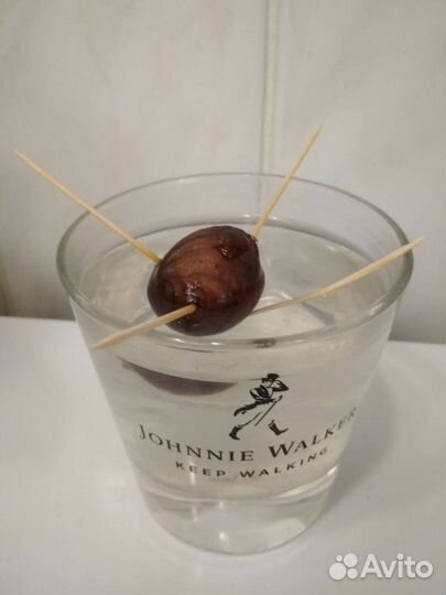 Дерево авокадо