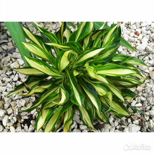 Хосты серии Lakeside