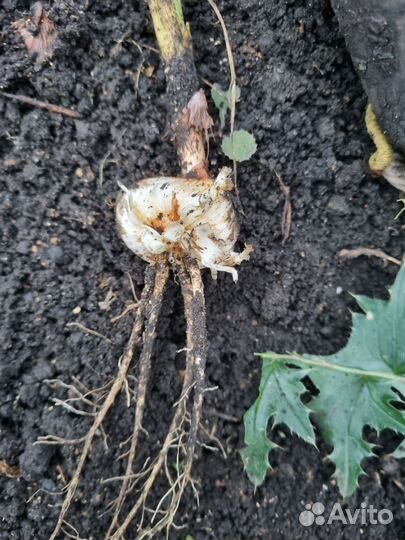 Гладиолусы луковицы