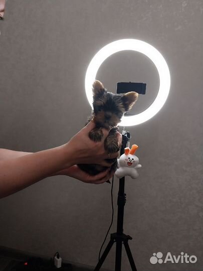 Щенки йорка мини