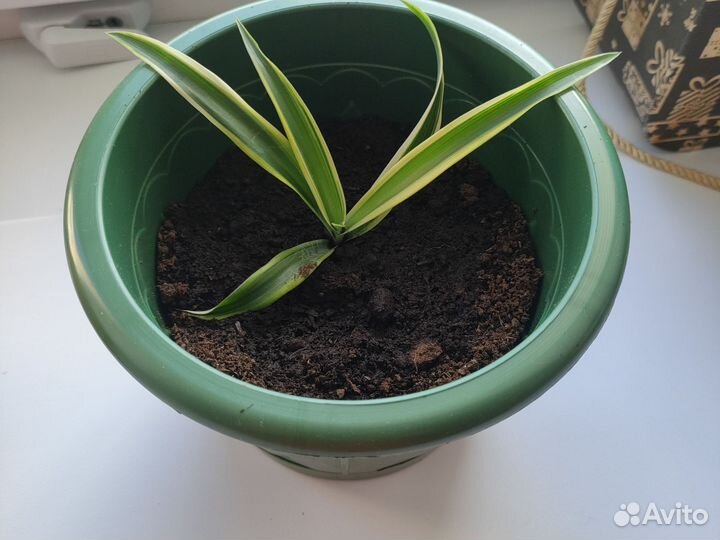 Хлорофитум