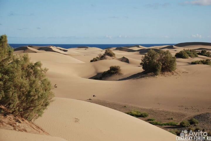 Экскурсия Куршская коса,замок Шаакен,Янтарный,Балт